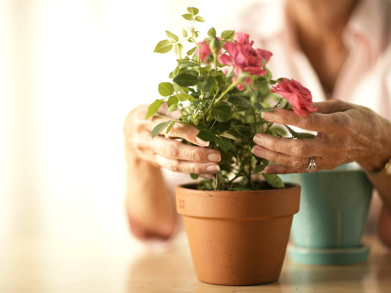5 правил догляду за кімнатними квітами